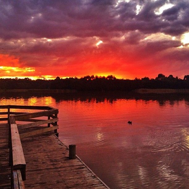 Lilydale Lake in the Yarra Valley - Fun For Everyone - Lilydale Pine ...